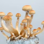 Shrooms